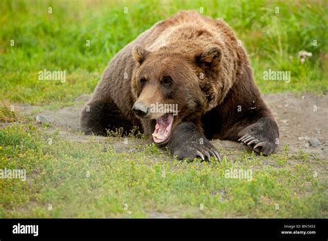 Captive Adult Grizzly Bear Lays On Grass And Yawns Alaska Wildlife