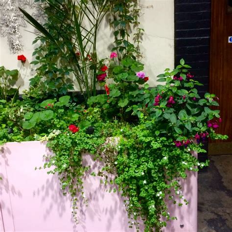 Order flowers online from interflora. Your best garden pots ever - 6 tips for brilliant ...