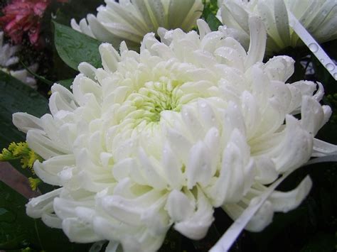 Chrysanthemum Flower White Free Photo On Pixabay