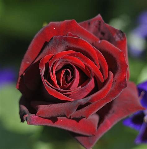 Top 5 Red Roses For The Garden Landscapingideaswithredroses