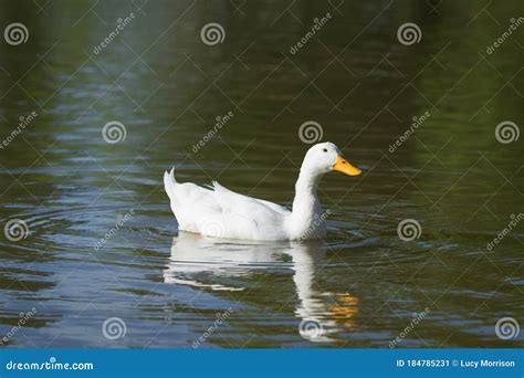 Swimming White Duck Side View With Reflection Stock Image Image Of