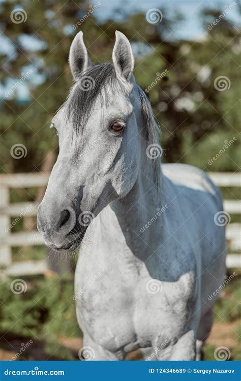 Beautiful Grey Horse In White Apple Close Up Of Muzzle Cute Look