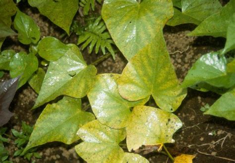 Chlorosis is the yellowing of the leaf structure found between veins, giving the leaf a. Magnesium deficiency
