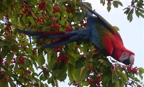 Beauty Of Wildlife Some Real And Unique Parrots Like Macawred Tailed