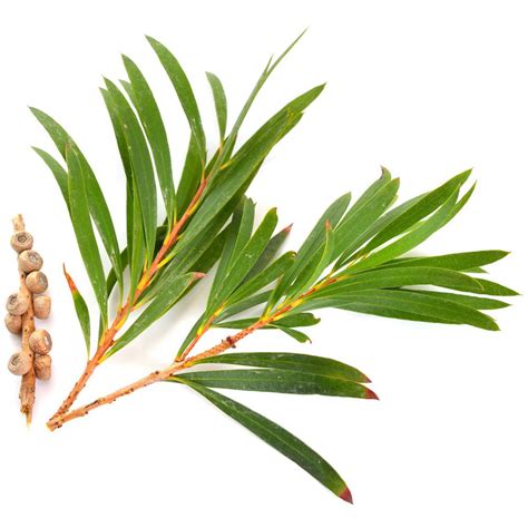 Tea Tree Essential Oil Organic Australian Melaleuca Alternifolia