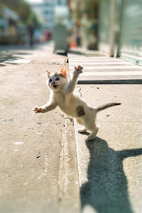 Psbattle Fierce Cat Swiping At Air Photoshopbattles
