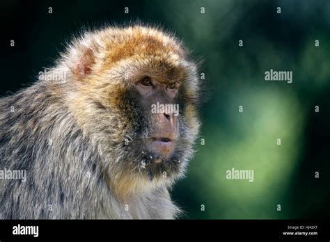 Animal Mammal Monkey Morocco Gibraltar Algeria Berberaffe Magot