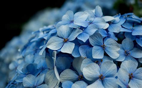 Hydrangea Wallpapers Wallpaper Cave