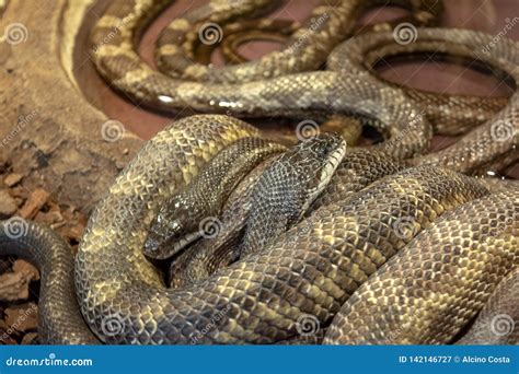 Python African Stone Python Sebae Natalensis Stock Image Image Of