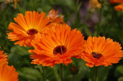 Fiori tipo margherita con quindici petali sottili e lunghi in quattro dimensioni diverse. Margarita Gerbera ? Todo acerca de esta hermosa planta? ?