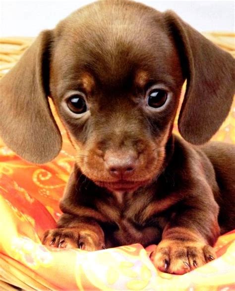 Top 10 Most Lovable Dogs In The World Isnt He The Modt