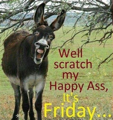 Well Scratch My Happy Ass Its Friday Donkey Jack Ass Memes About Friday Happy Friday Humour
