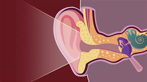 The Human Ear And How It Works Bbc Bitesize