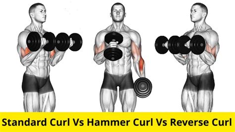 Fit Life Regime — Bicep Curl Vs Hammer Curl Vs Reverse Curl Which