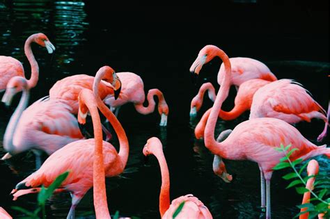 √ Aesthetic Flamingo
