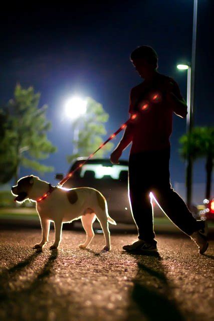 How Often Should You Walk A Puppy At Night