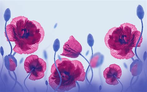 Poppies Poppy Flower Red Nature Flowers Hd Wallpaper Pxfuel