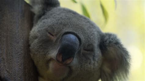 Cute And Funny Koala Bear Yawning 4k Close Up Video Stock Footage Video