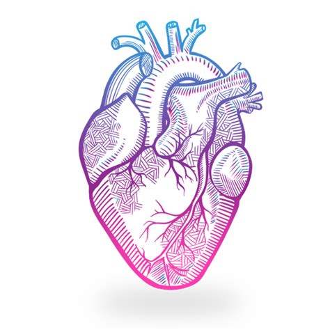 How To Draw A Human Heart Draw A Real Heart Pnganatomical Heart Png