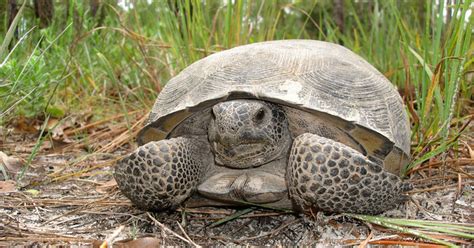 Florida Gopher Tortoise The Nature Conservancy