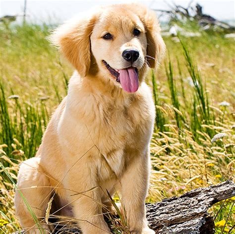 Training your golden retriever puppy. Training Golden Retriever Puppies | Golden Retriever Expert