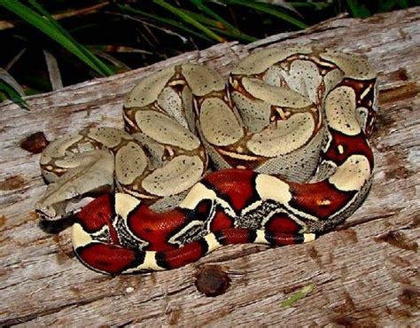 Red Tail Boa Invasives