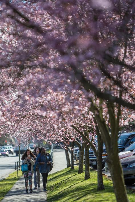 Shoreline Area News Photo Flowering Plum Trees At Shorecrest