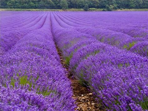 Lavender Flowers Field 3 Comments Hi Res 720p Hd