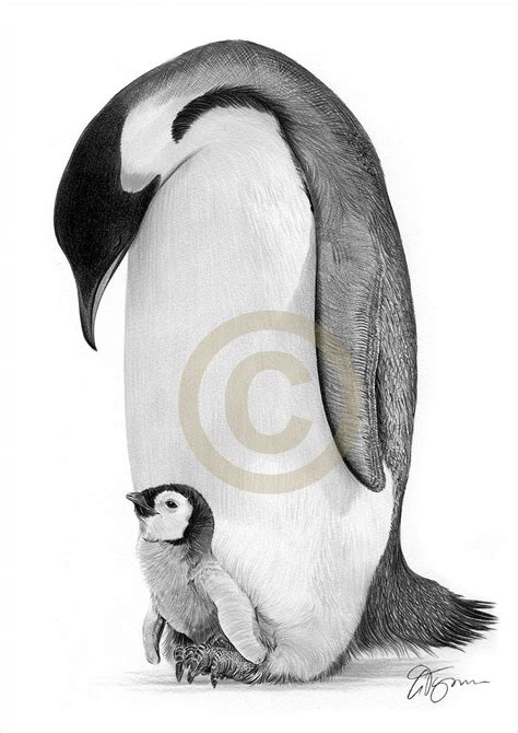 Emperor Penguin Pencil Drawing Print Wildlife Art Artwork Etsy Uk