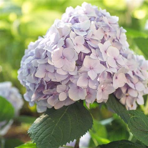 This type of plant is known for growing and blooming over spring and summer. The 13 Best Summer-Blooming Shrubs - Really Home blog