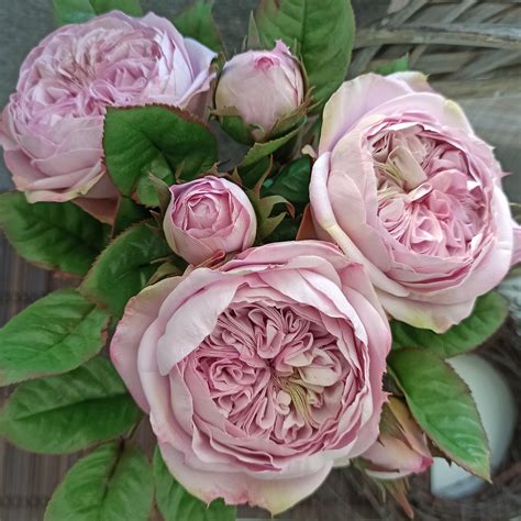 13 Cabbage Rose Plants For Sale Aaronroksana