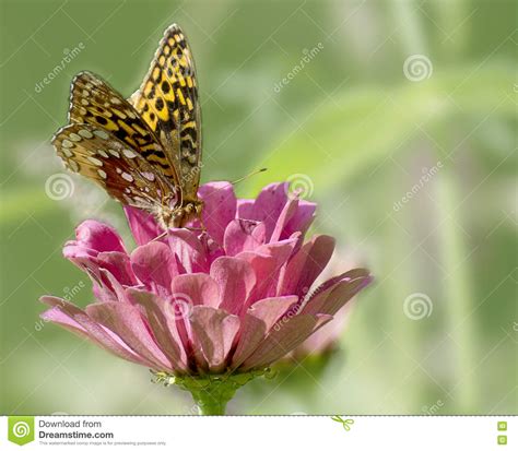 Great Spangled Fritillary Butterfly Stock Image Image Of Orange