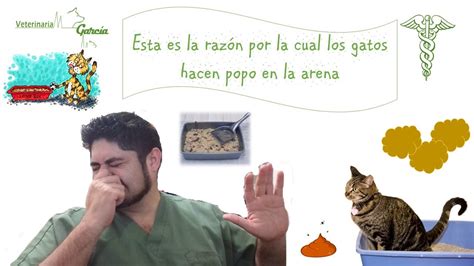 ¿porque Los Gatos Hacen Popo En Arena Youtube