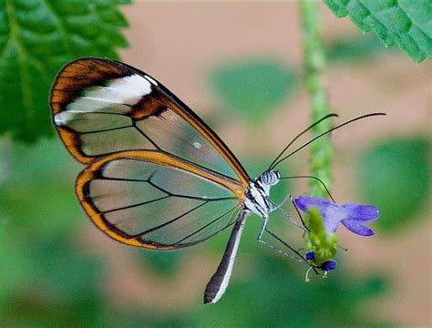 Glasswing Butterfly Pretty Bonito Butterflies Glasswing Macro