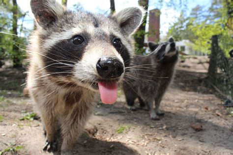 Free Images Animal Cute Zoo Mammal Fauna Wallaby Raccoon