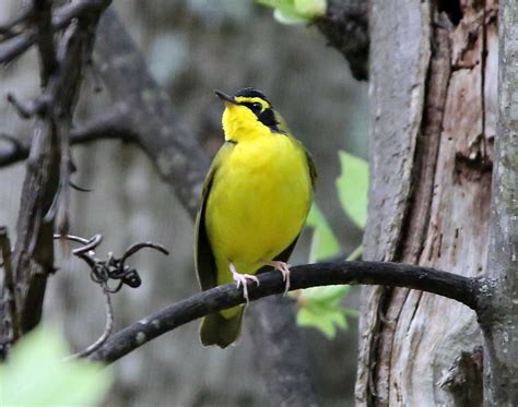 Ohio Birds And Biodiversity Kentucky Warbler