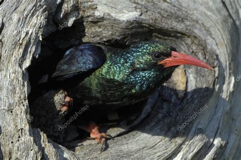 Green Wood Hoopoe Emerging From Nest — Stock Photo © Willem 4092508