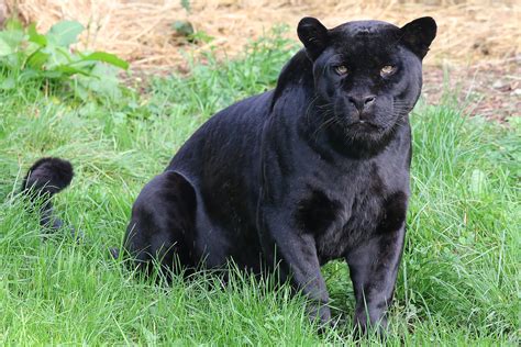 Female Black Jaguar Goshi Chester Zoo 171018a Goshi The