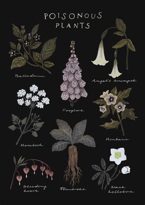 Poisonous Plants 2 Tumblr Gallery
