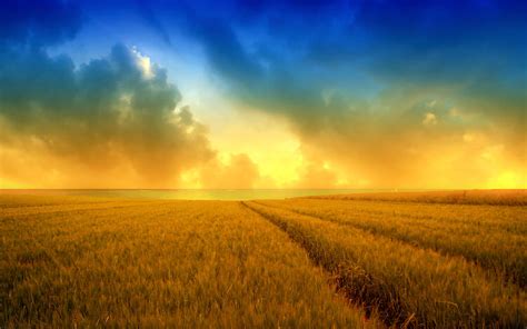 Cloudy Sunset Over Wheat Field Image Abyss