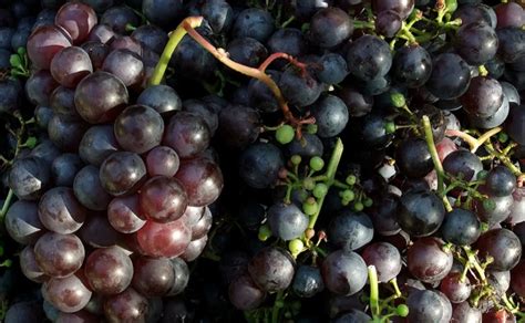 5 Manfaat Anggur Hitam Bagi Kesehatan Sering Konsumsi Yuk Okezone