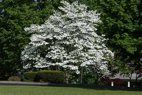 Dwarf Trees For Landscaping Ideas