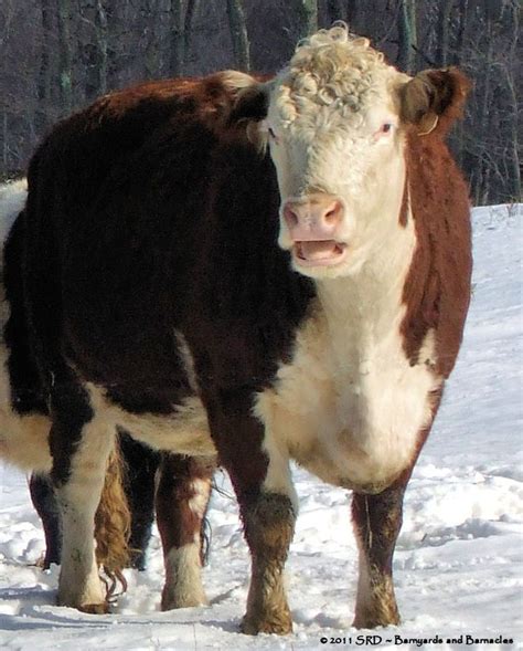Snow Cow Barnyard Animals Cute Animals Hereford Cattle Raising