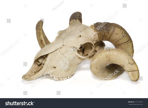 Side View Ram Skull Stock Photo 171141491 Shutterstock