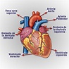 El Corazón : Introducción al corazón
