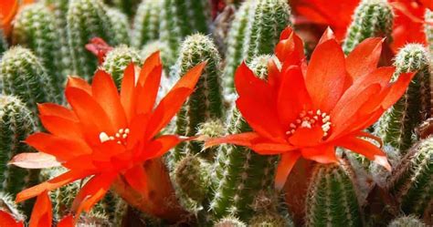 Flowering Cactus How To Make Cactus Bloom All Year Round