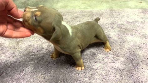 Black tri color female available out of toretto & serenity. Tri Color Pitbull Puppies for Sale - BubaKids.com