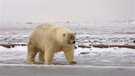 Til That Due To The Melting Arctic Ice Polar And Grizzly Bears Are