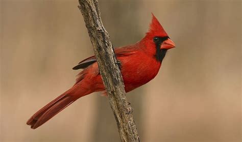 What Is The State Bird Of Indiana And Their Facts