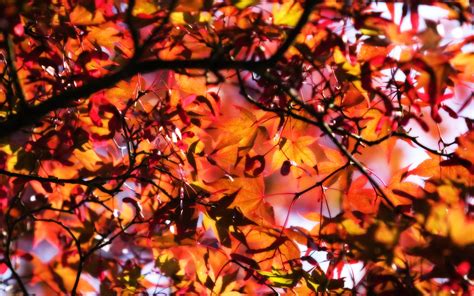 Cute Autumn Free Desktop Wallpaper Wallpapersafari